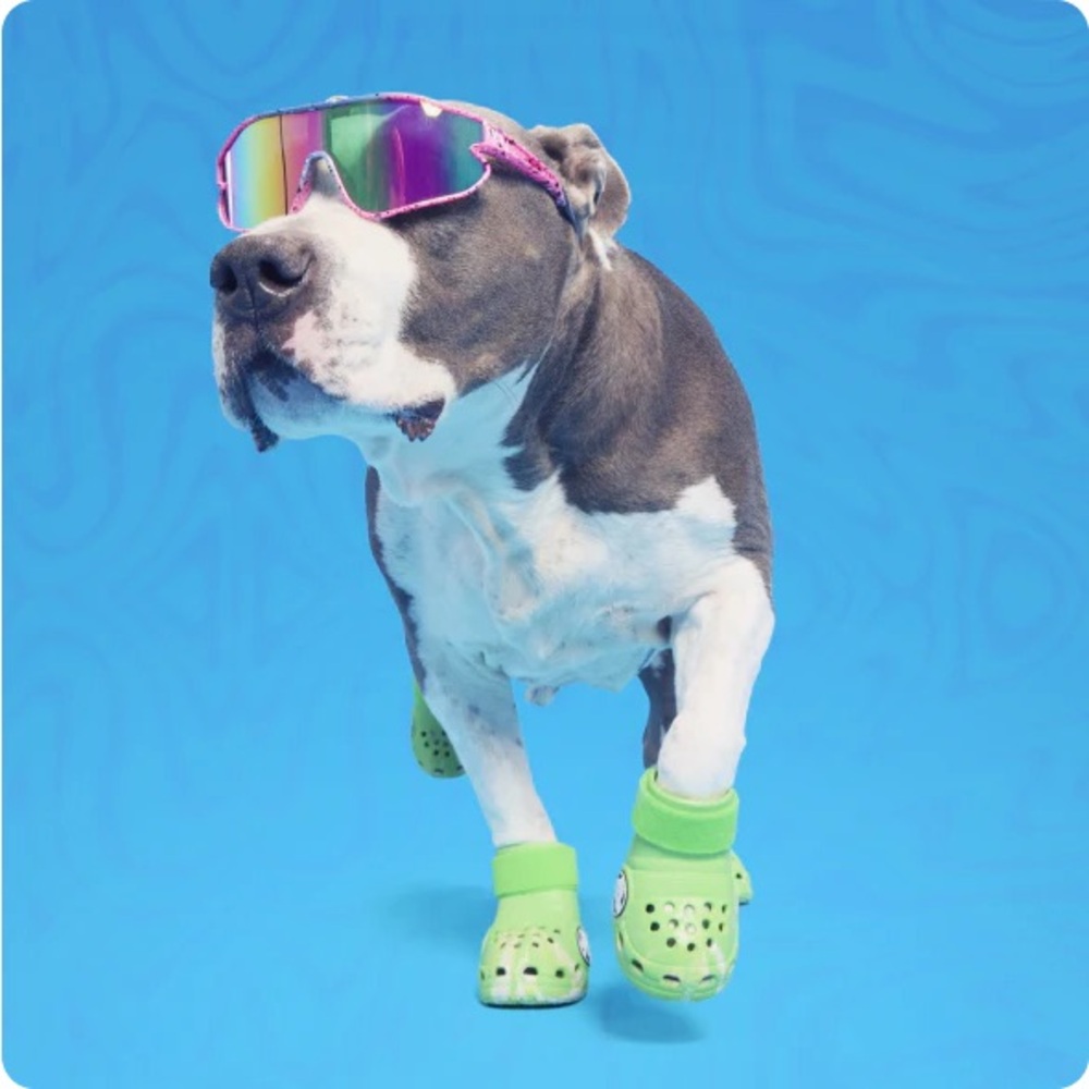 Bark Box X Crocs